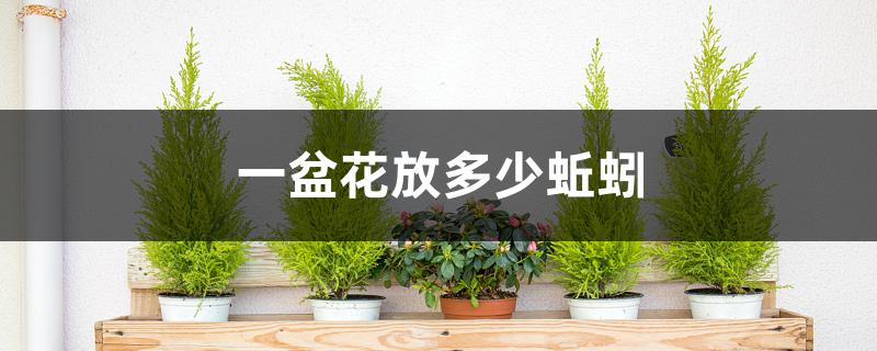 一盆花放多少蚯蚓 一盆花放多少蚯蚓