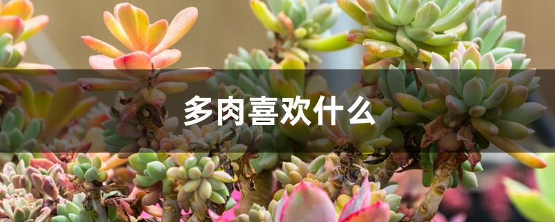 多肉喜欢什么 多肉喜欢什么