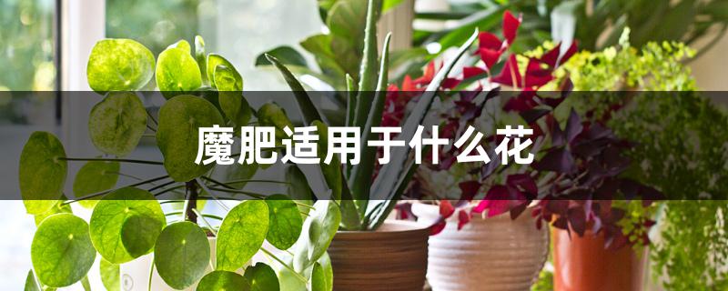 魔肥适用于什么花 魔肥适用于什么花