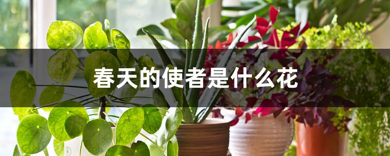 春天的使者是什么花 春天的使者是什么花