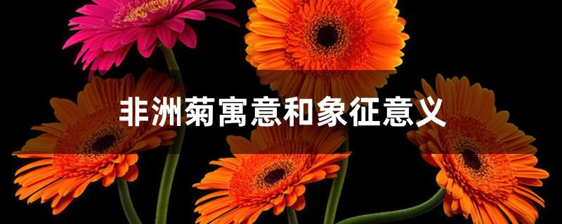非洲菊寓意和象征意义 非洲菊寓意和象征意义
