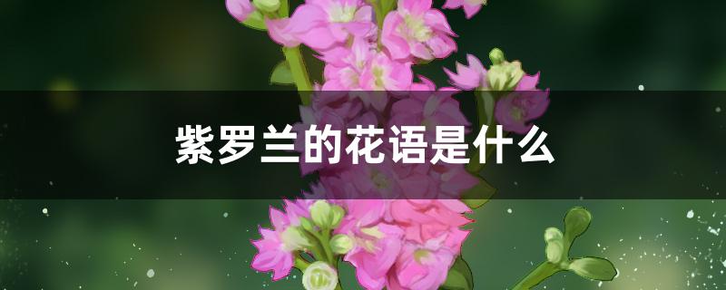 紫罗兰的花语是什么