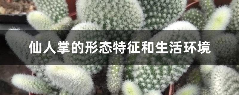 仙人掌的形态特征和生活环境