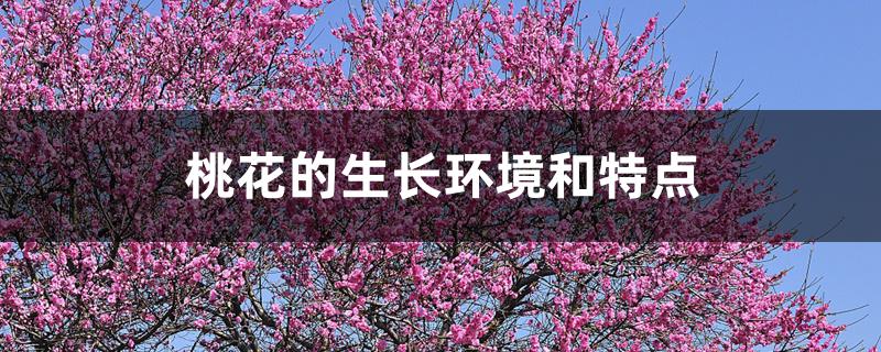 桃花的生长环境和特点 桃花的生长环境和特点