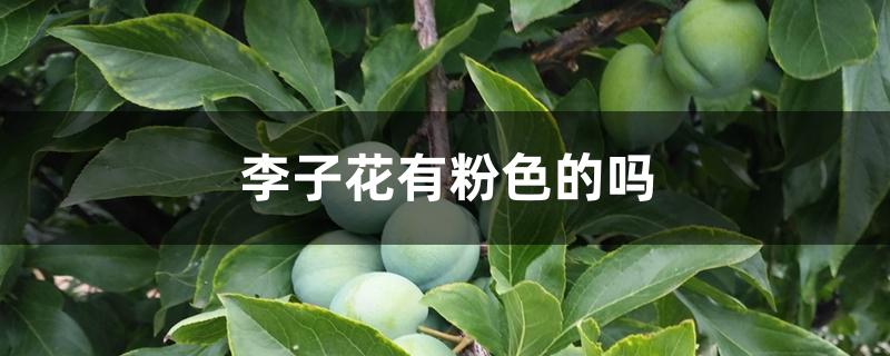 李子花有粉色的吗 李子花有粉色的吗