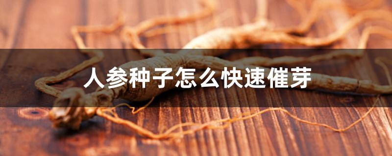 人参种子怎么快速催芽 人参种子怎么快速催芽