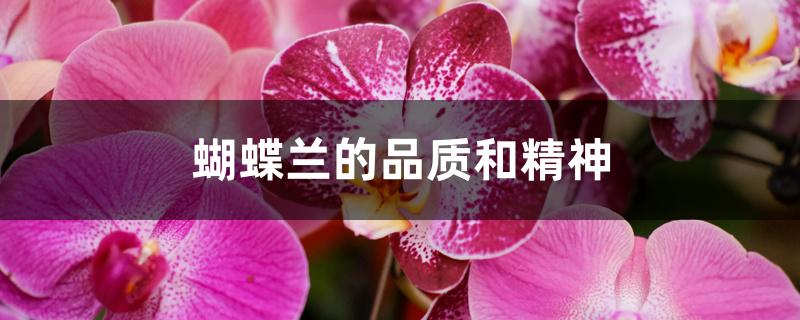 蝴蝶兰的品质和精神 蝴蝶兰的品质和精神