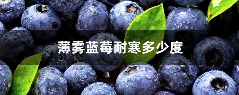 薄雾蓝莓耐寒多少度 薄雾蓝莓耐寒多少度