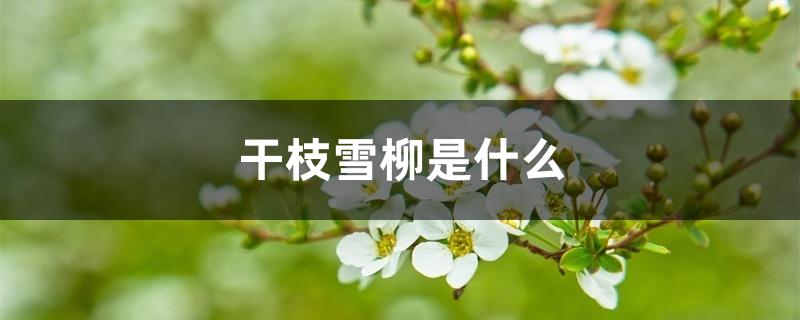 干枝雪柳是什么 干枝雪柳是什么