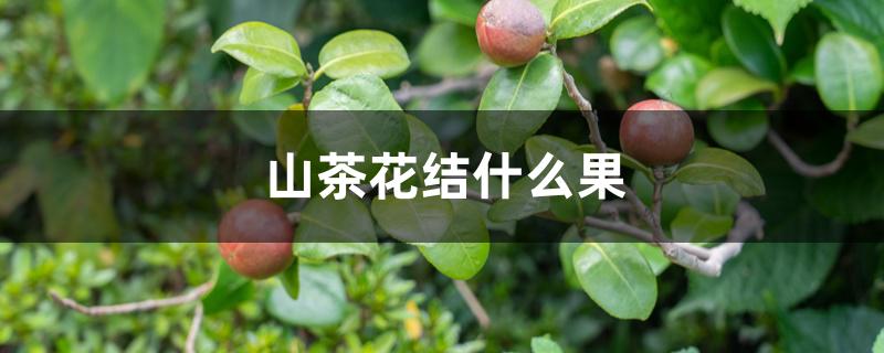 山茶花结什么果 山茶花结什么果