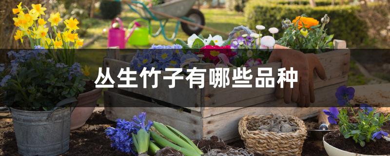 丛生竹子有哪些品种 丛生竹子有哪些品种