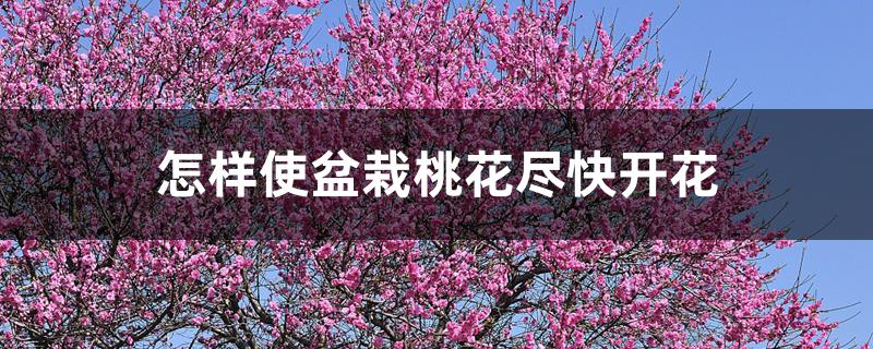 怎样使盆栽桃花尽快开花 怎样使盆栽桃花尽快开花