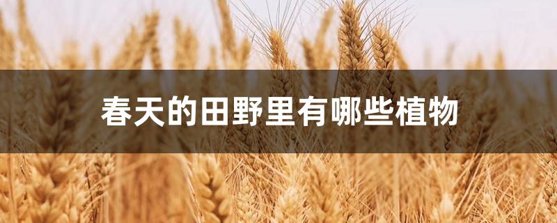 春天的田野里有哪些植物 春天的田野里有哪些植物