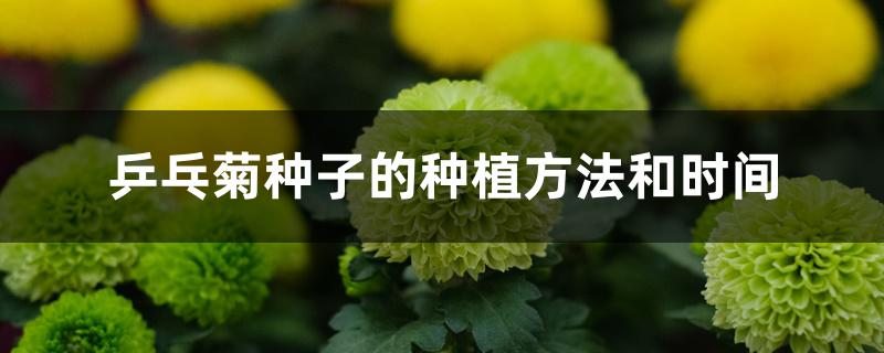 乒乓菊种子的种植方法和时间 乒乓菊种子的种植方法和时间