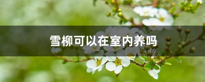 雪柳可以在室内养吗 雪柳可以在室内养吗
