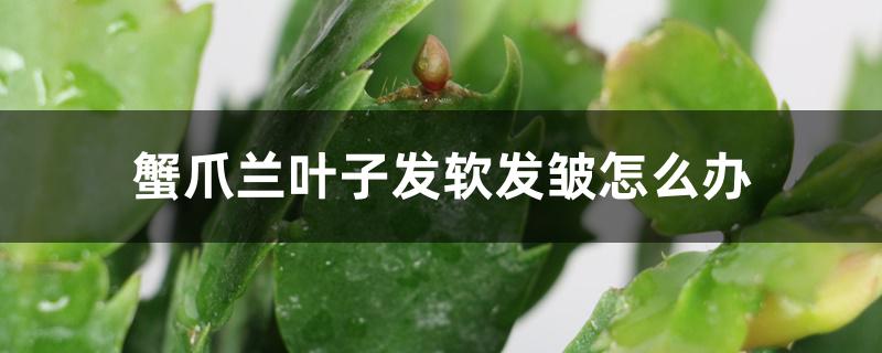 蟹爪兰叶子发软发皱怎么办 蟹爪兰叶子发软发皱怎么办