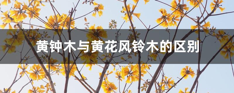 黄钟木与黄花风铃木的区别