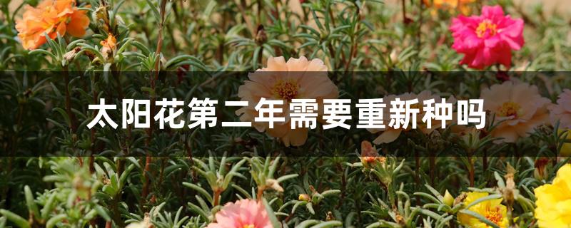 太阳花第二年需要重新种吗 太阳花第二年需要重新种吗