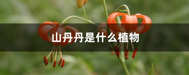山丹丹是什么植物 山丹丹是什么植物