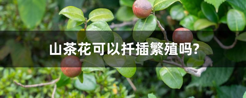 山茶花可以扦插繁殖吗? 山茶花可以扦插繁殖吗?