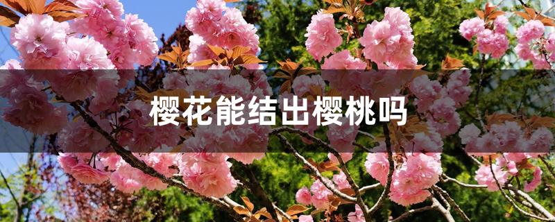 樱花能结出樱桃吗 樱花能结出樱桃吗