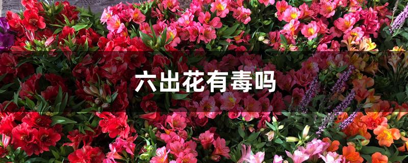 六出花有毒吗 六出花有毒吗