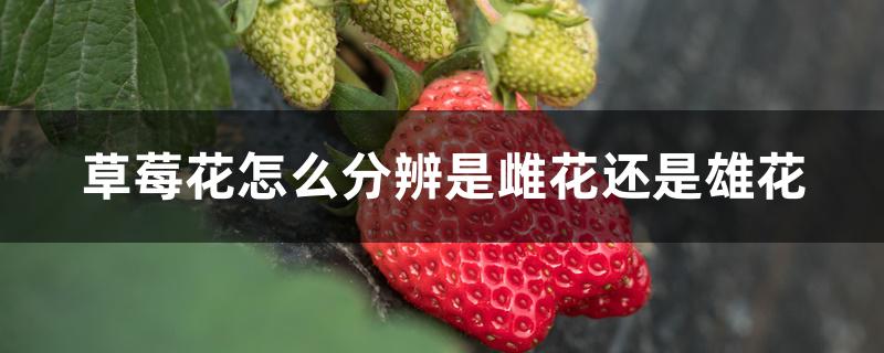 草莓花怎么分辨是雌花还是雄花