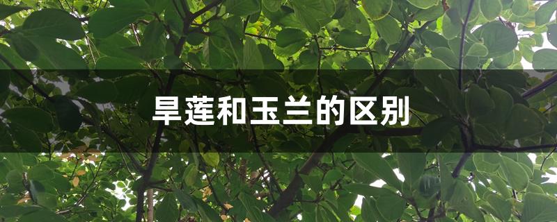 旱莲和玉兰的区别 旱莲和玉兰的区别