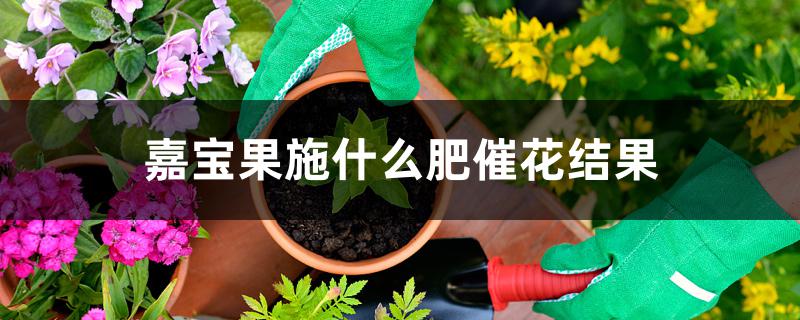 嘉宝果施什么肥催花结果 嘉宝果施什么肥催花结果