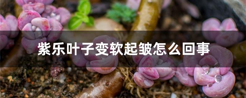 紫乐叶子变软起皱怎么回事 紫乐叶子变软起皱怎么回事