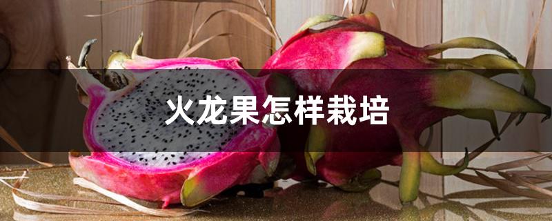 火龙果怎样栽培 火龙果怎样栽培