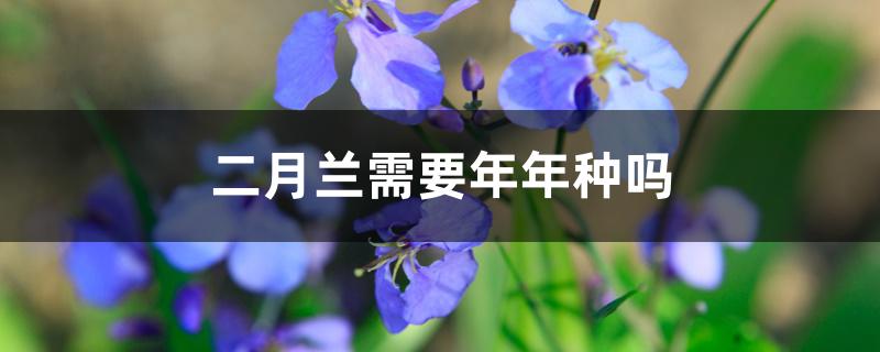 二月兰需要年年种吗 二月兰需要年年种吗