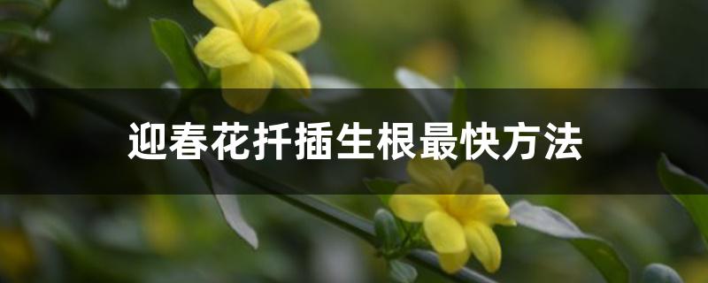 迎春花扦插生根最快方法 迎春花扦插生根最快方法