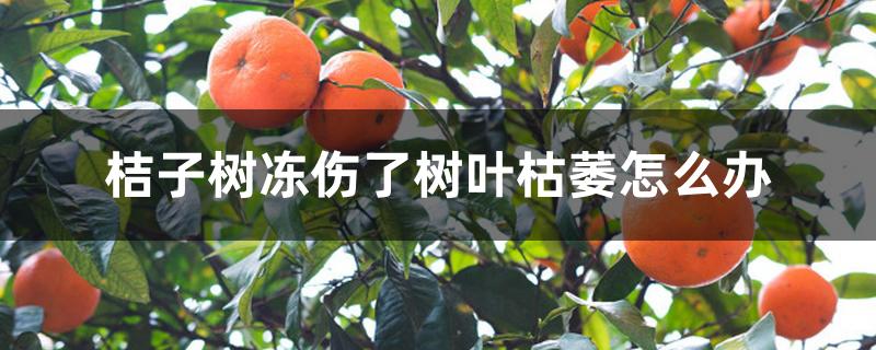 桔子树冻伤了树叶枯萎怎么办 桔子树冻伤了树叶枯萎怎么办