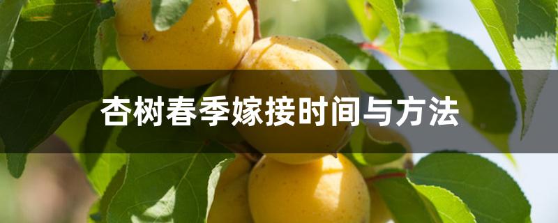 杏树春季嫁接时间与方法 杏树春季嫁接时间与方法