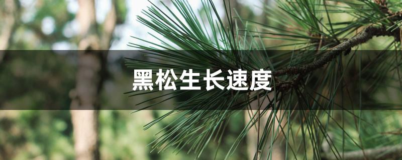 黑松生长速度 黑松生长速度