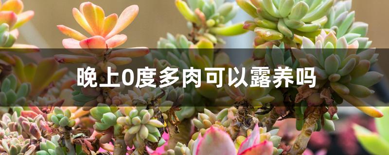 晚上0度多肉可以露养吗 晚上0度多肉可以露养吗