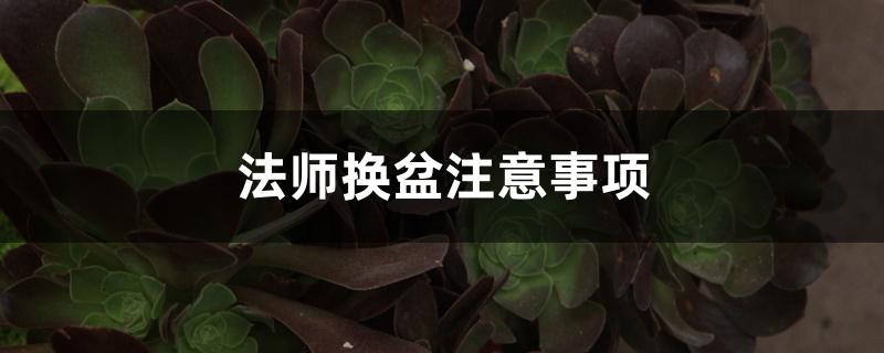 法师换盆注意事项 法师换盆注意事项