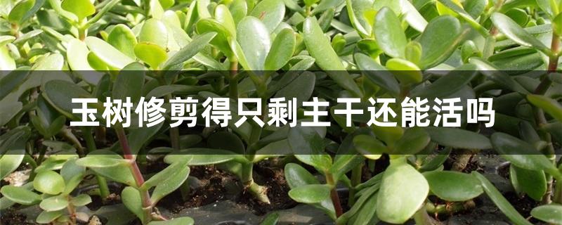 玉树修剪得只剩主干还能活吗 玉树修剪得只剩主干还能活吗