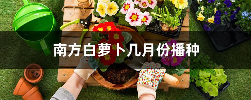 南方白萝卜几月份播种 南方白萝卜几月份播种