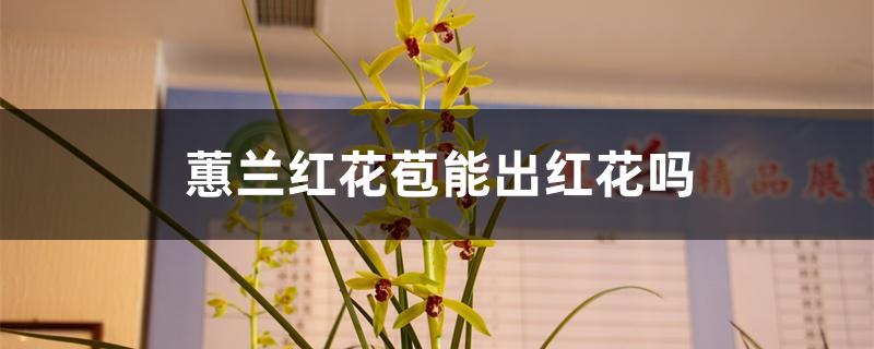 蕙兰红花苞能出红花吗 蕙兰红花苞能出红花吗