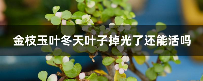 金枝玉叶冬天叶子掉光了还能活吗 金枝玉叶冬天叶子掉光了还能活吗