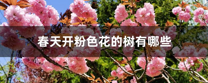 春天开粉色花的树有哪些 春天开粉色花的树有哪些