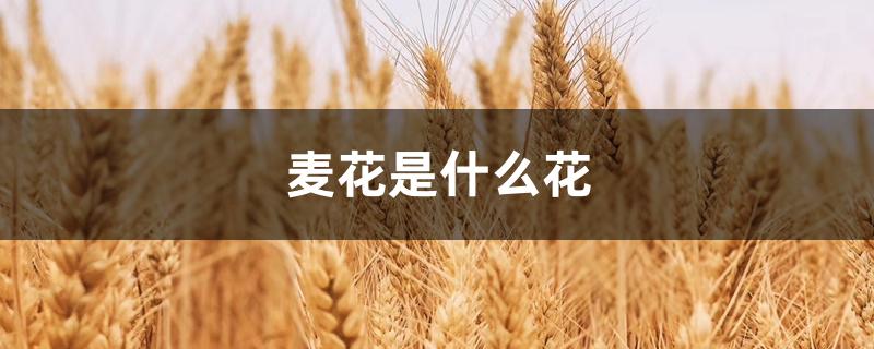 麦花是什么花 麦花是什么花