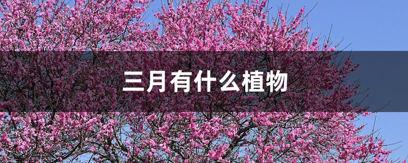 三月有什么植物 三月有什么植物