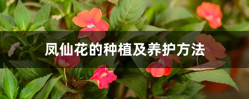凤仙花的种植及养护方法 凤仙花的种植及养护方法