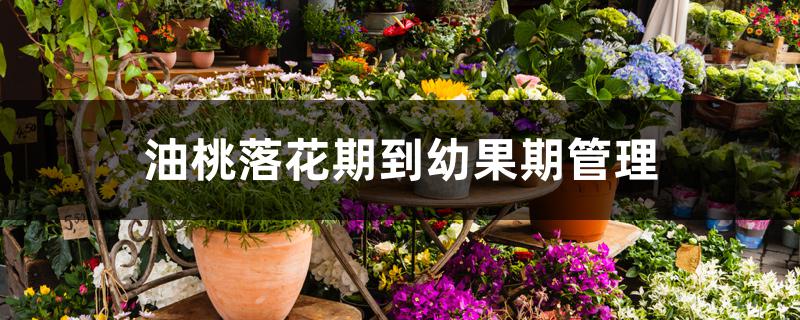 油桃落花期到幼果期管理 油桃落花期到幼果期管理