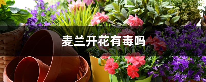 麦兰开花有毒吗 麦兰开花有毒吗
