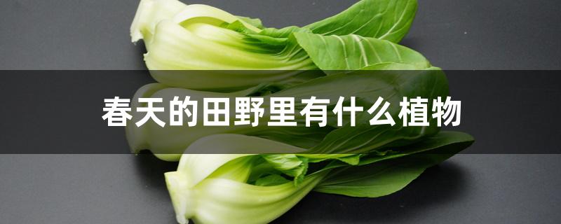 春天的田野里有什么植物 春天的田野里有什么植物