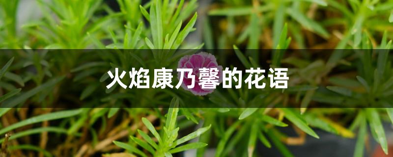 火焰康乃馨的花语 火焰康乃馨的花语